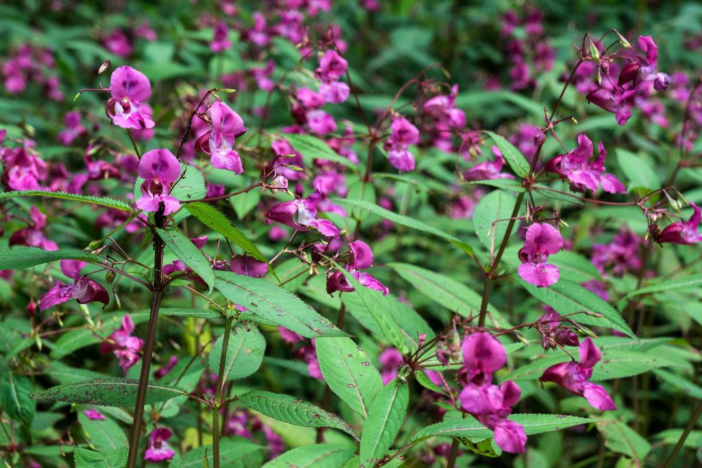 2048x1365plantsmistakenforknotweedseogettyimages-1346309989-0101c03