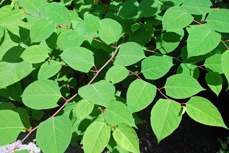japanese-knotweed