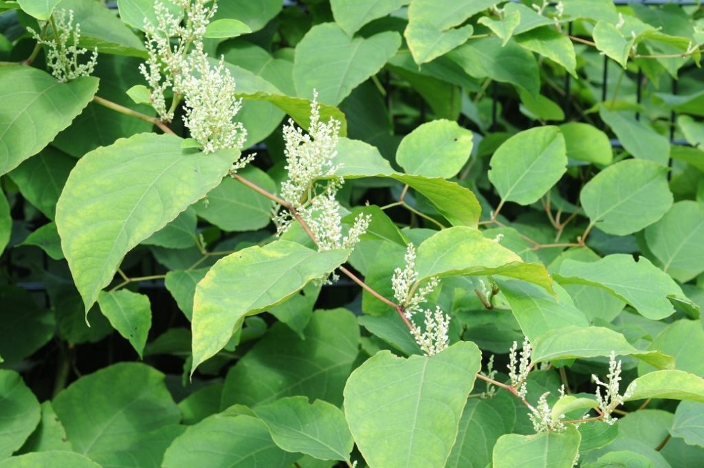 knotweed-hero-51872677277-033c9df8b5-o