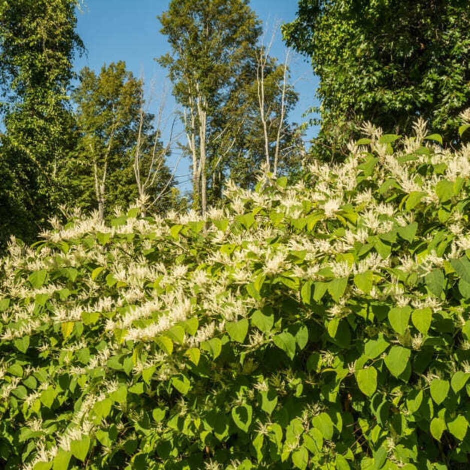 large-area-flowering-japanese-knotweed